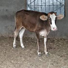 Gibrit simental tuwe