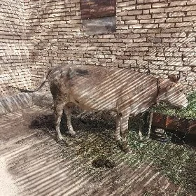 goleli sygyr