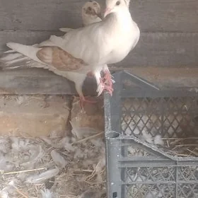 kepderi