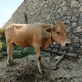 öküz