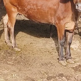 Bogaz sygyr