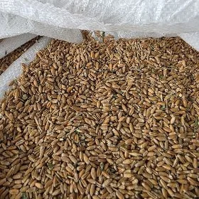 Tyrtykal arpa