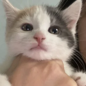 котята