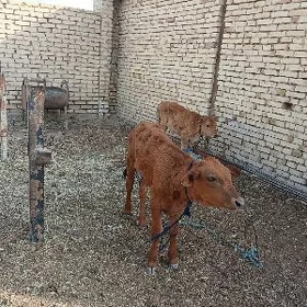 Göle