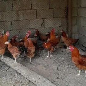 Horoz