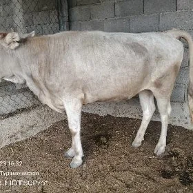 tuwe bakylan