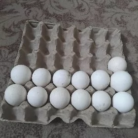 induk ýumurtga