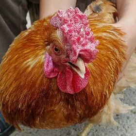 kurk kekec