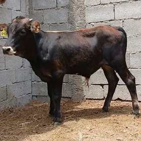 ÖKÜZÇE