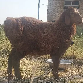 guzly goýun
