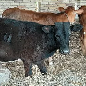 okuzce we unajyn