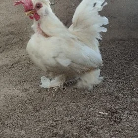 karlik horoz