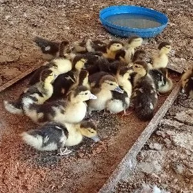 İndawutga jujeler