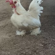 karlik horoz