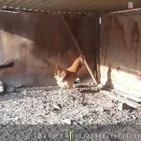 tovuk yumurtga dogya