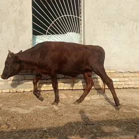 oküz