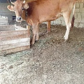 2 ÿaşan gysyr tüwe