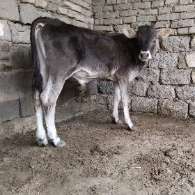 ŞWES OKŪZ  ARASSA  TOHUM