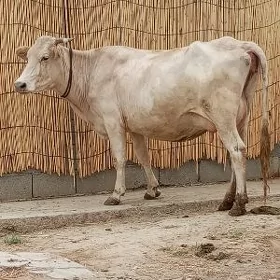 GÖLELİ SYGYR