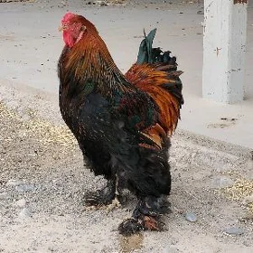 brama laset horaz
