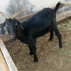 geci dog erkec