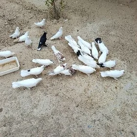 kepderi