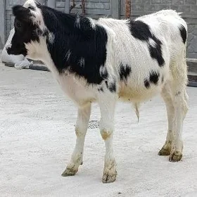 arginal ala tohum okuz