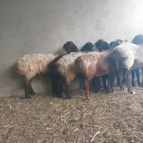 işşek goýun