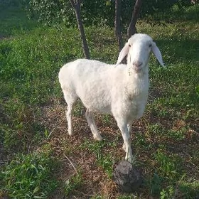 goýun ak