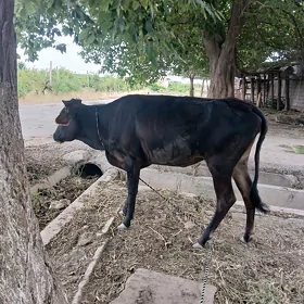 okuz tuwe