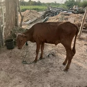 okuzce