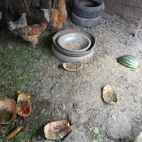 horaz