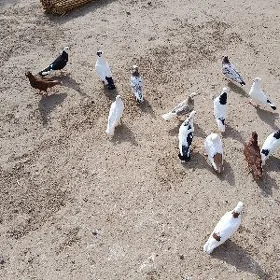 kepderi