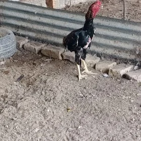 horaz