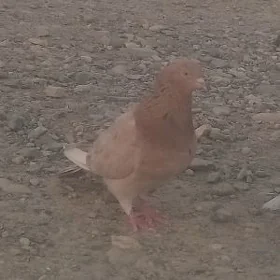 Kepderi