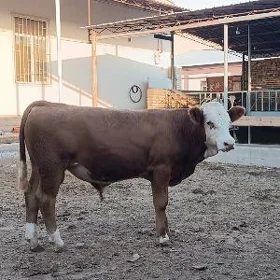 simental
