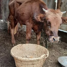 окуз