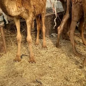 owsuklar