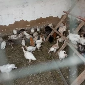 Induk jüýje