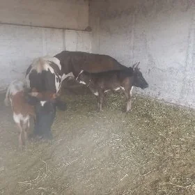 2sany goleli sygyr