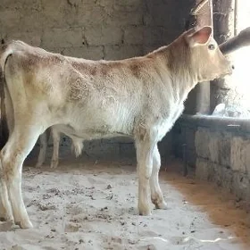 ŞWES TOHUM OKUZ