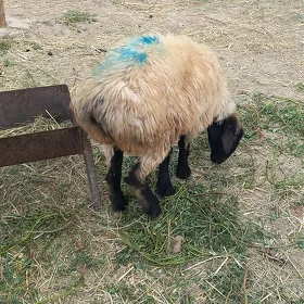 Işşek