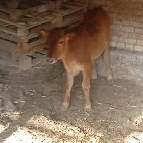Salim