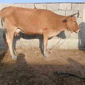 sygyr