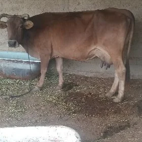 Göleli sygyr