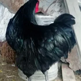 gigan juje