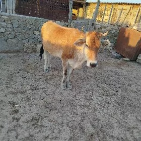 Tüwe