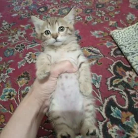 добрый руки