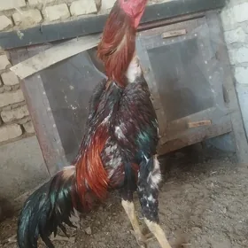 BAYSOWY