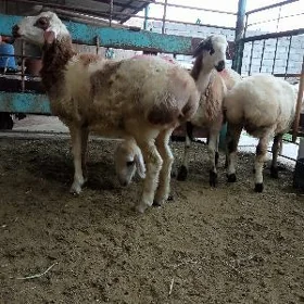 biçilen işşekler